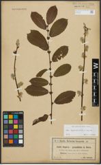 Foto von Salix appendiculata Vill. x Salix caprea L.